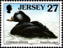 Common Scoter (Melanitta nigra)